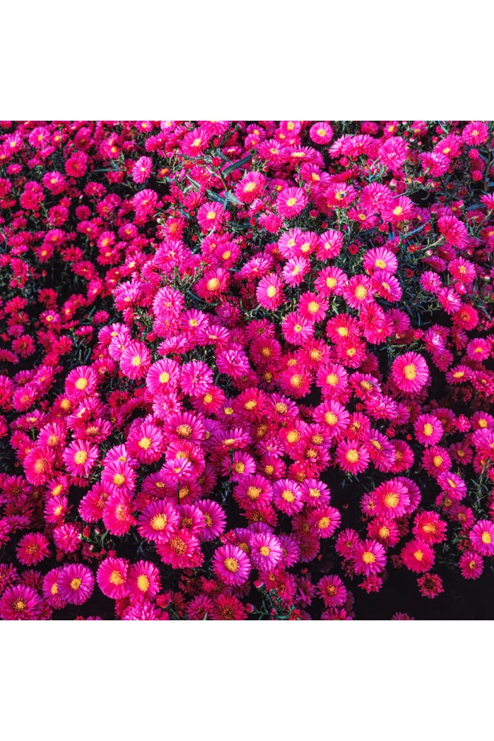 Aster krzaczasty 'Royal Ruby' | Aster dumosus