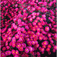 Aster krzaczasty 'Royal Ruby' | Aster dumosus