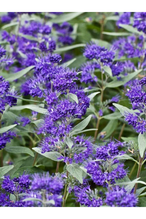 Barbula klandońska 'Dark Knight' | Caryopteris x clandonensis