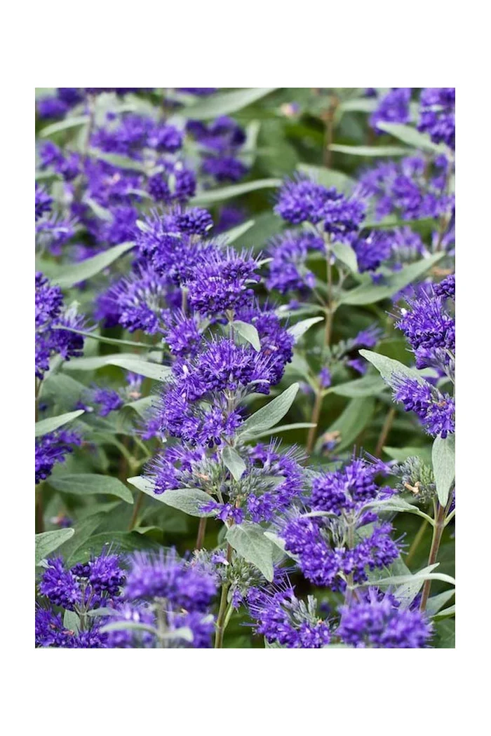 Barbula klandońska 'Dark Knight' | Caryopteris x clandonensis