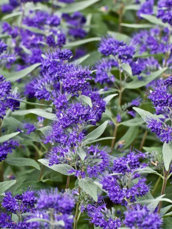 Barbula klandońska 'Dark Knight' | Caryopteris x clandonensis