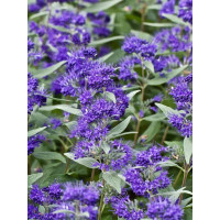 Barbula klandońska 'Dark Knight' | Caryopteris x clandonensis