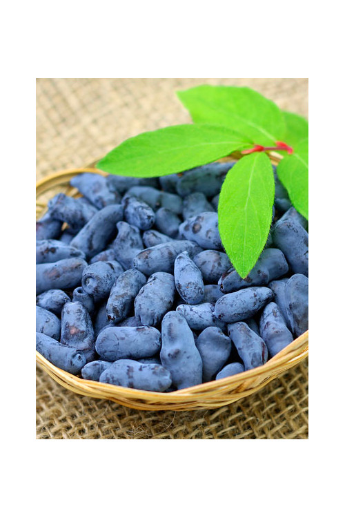 Jagoda kamczacka 'Czulimskaja' Lonicera kamtschatica