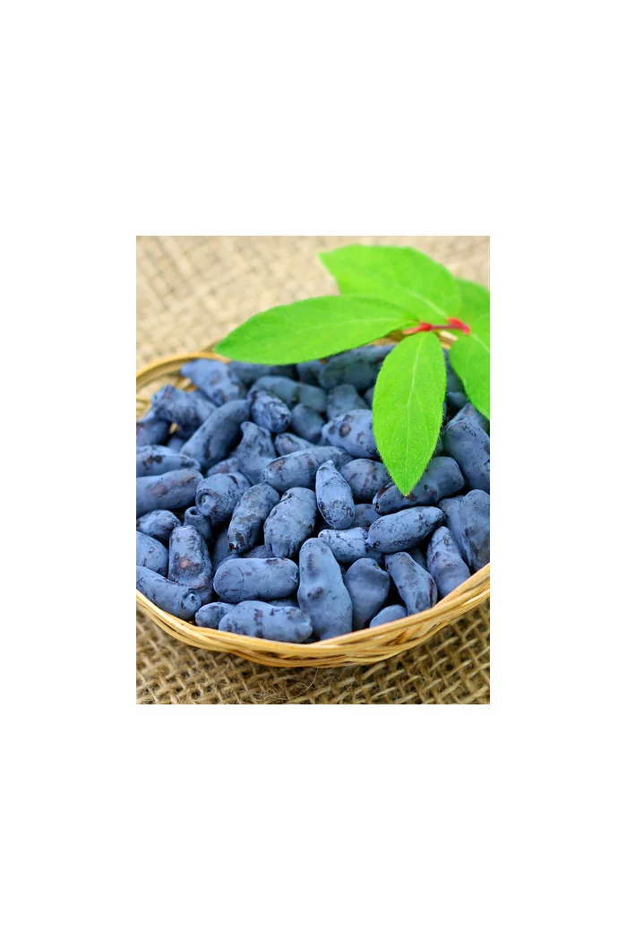 Jagoda kamczacka 'Czulimskaja' Lonicera kamtschatica