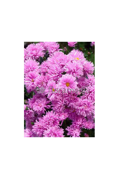 Aster nowobelgijski 'Fellowship' | Aster novi-belgii