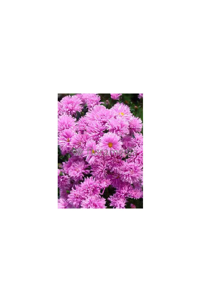 Aster nowobelgijski 'Fellowship' | Aster novi-belgii