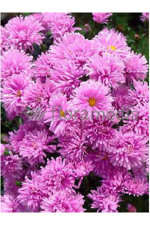 Aster nowobelgijski 'Fellowship' | Aster novi-belgii