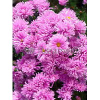Aster nowobelgijski 'Fellowship' | Aster novi-belgii