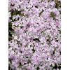 Floks szydlasty 'Candy Stripes' Phlox subulata