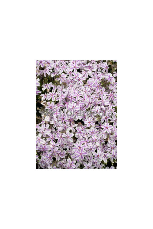 Floks szydlasty 'Candy Stripes' Phlox subulata
