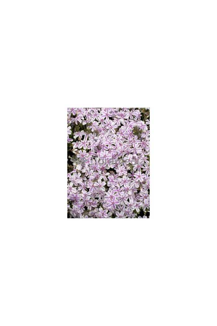 Floks szydlasty 'Candy Stripes' Phlox subulata