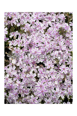 Floks szydlasty 'Candy Stripes' Phlox subulata