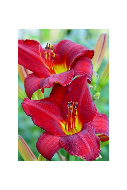 Liliowiec 'Chicago Apache' | Hemerocallis