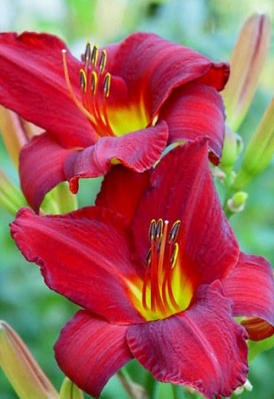 Liliowiec 'Chicago Apache' | Hemerocallis
