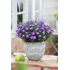 Aster krzaczasty 'Blaue Lagune' | Aster dumosus