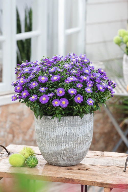 Aster krzaczasty 'Blaue Lagune' | Aster dumosus