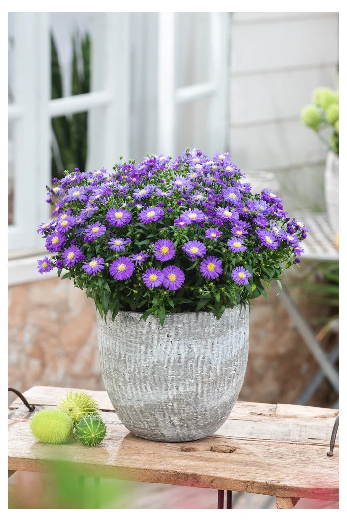 Aster krzaczasty 'Blaue Lagune' | Aster dumosus