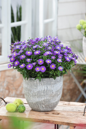 Aster krzaczasty 'Blaue Lagune' | Aster dumosus