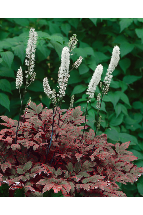 świecznica, świecznica atropurpurea, świecznica o ciemnych liściach, cimicifuga, pluskwica groniasta