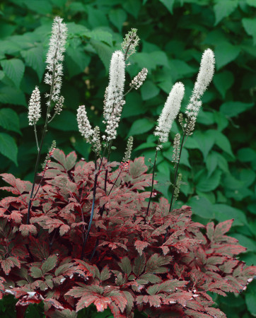 świecznica, świecznica atropurpurea, świecznica o ciemnych liściach, cimicifuga, pluskwica groniasta