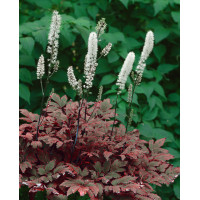 świecznica, świecznica atropurpurea, świecznica o ciemnych liściach, cimicifuga, pluskwica groniasta