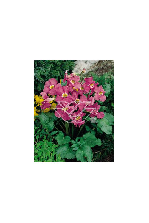 Inkarwilla Maire'a Incarvillea mairei