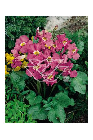 Inkarwilla Maire'a Incarvillea mairei