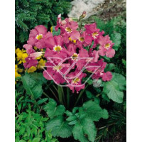 Inkarwilla Maire'a Incarvillea mairei