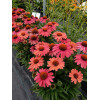 Jeżówka 'Meditation Cerise' | Echinacea