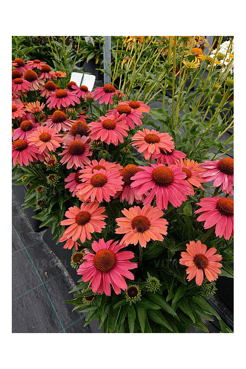 Jeżówka 'Meditation Cerise' | Echinacea
