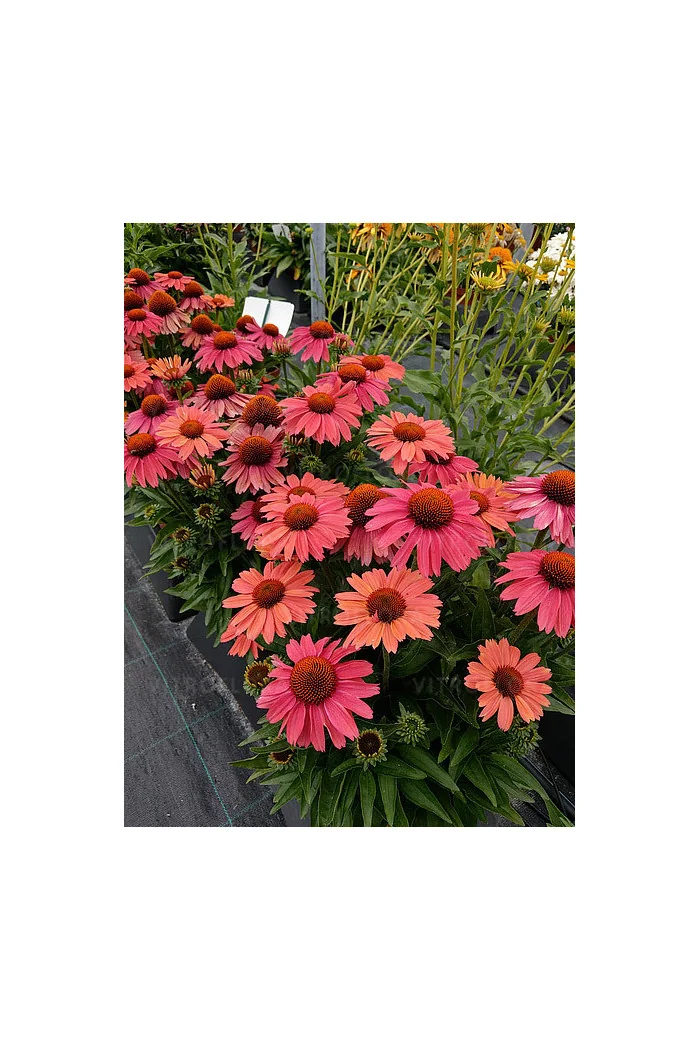 Jeżówka 'Meditation Cerise' | Echinacea