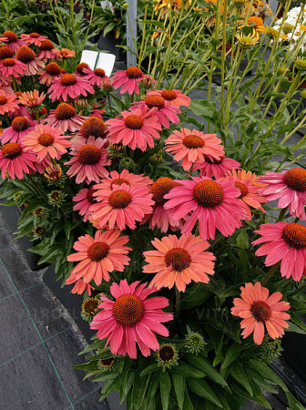 Jeżówka 'Meditation Cerise' | Echinacea