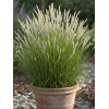 Sesleria jesienna | sesleria autumnalis