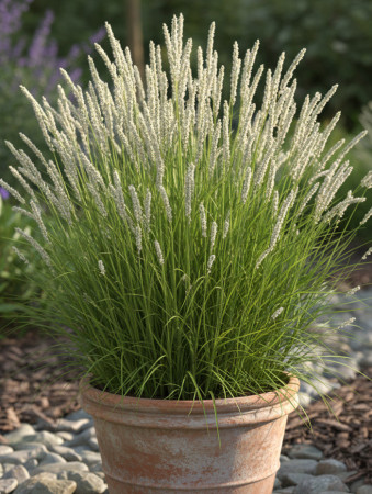 Sesleria jesienna | sesleria autumnalis