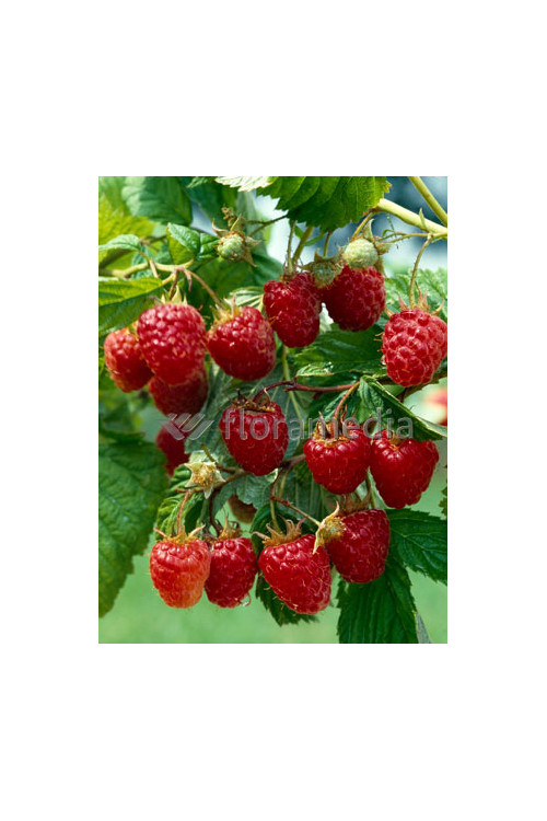 Malina 'Malling Promise' | Rubus idaeus