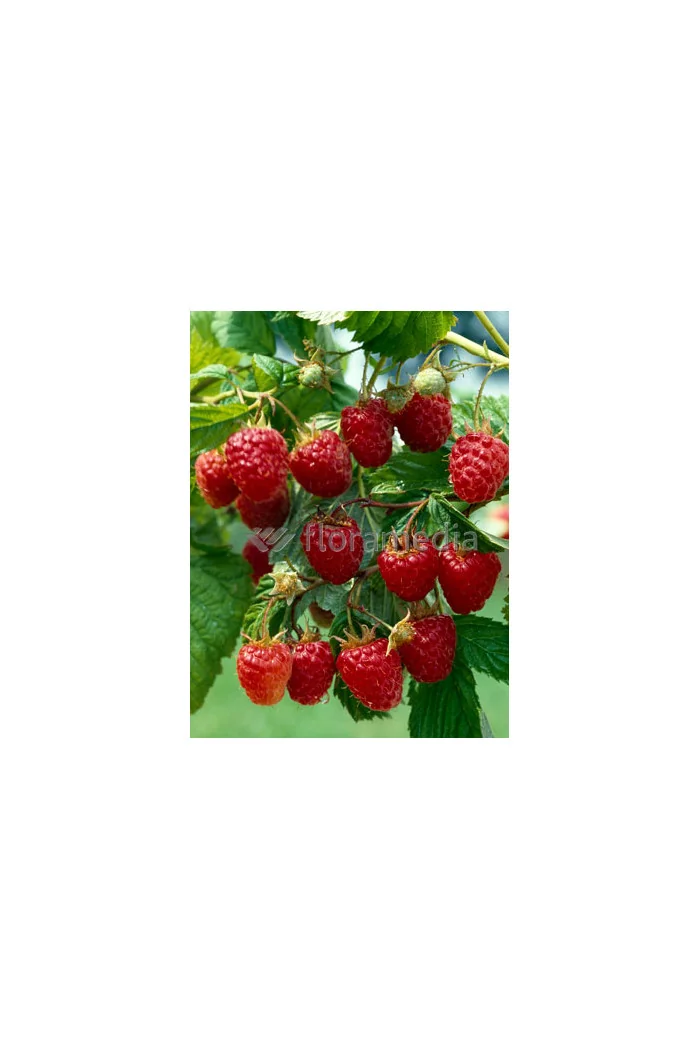 Malina 'Malling Promise' | Rubus idaeus