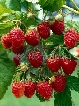 Malina 'Malling Promise' | Rubus idaeus