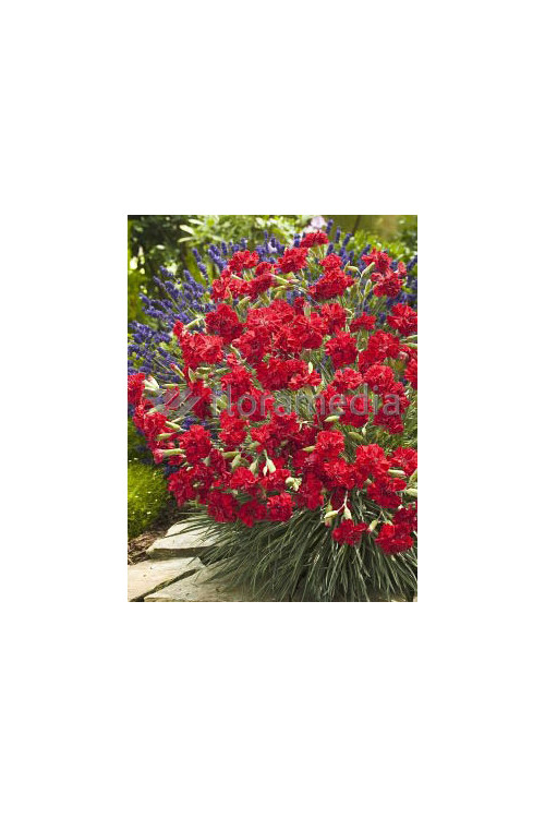 Goździk 'Rubin' | Dianthus