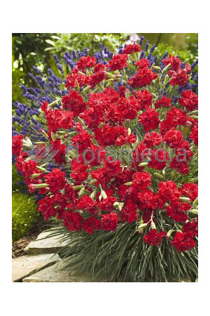 Goździk 'Rubin' | Dianthus