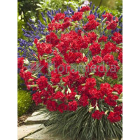 Goździk 'Rubin' | Dianthus