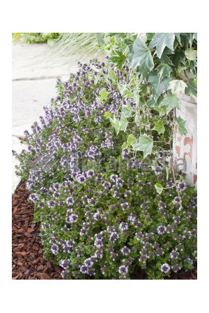 Macierzanka cytrynowa Thymus citriodorus Aureeus