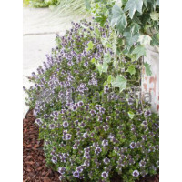 Macierzanka cytrynowa Thymus citriodorus Aureeus