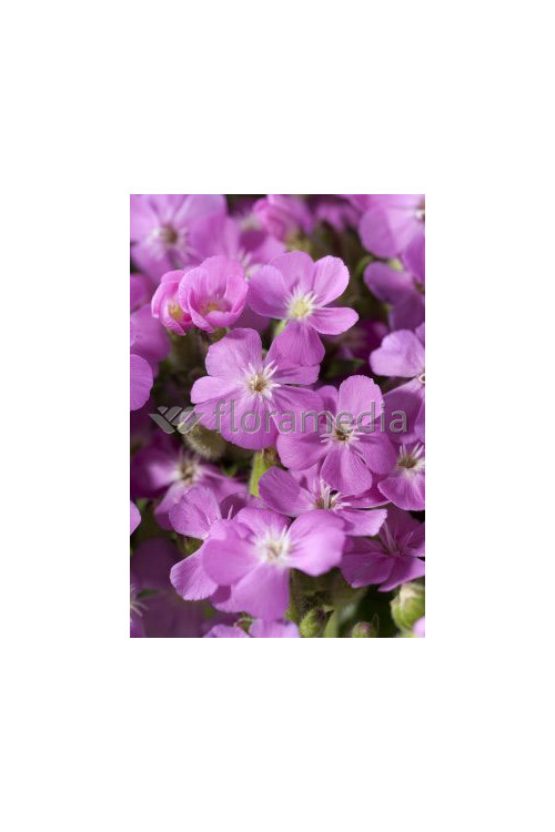 Mydlnica 'Bressingham' Saponaria