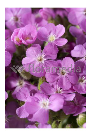 Mydlnica 'Bressingham' Saponaria