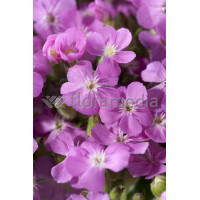 Mydlnica 'Bressingham' Saponaria