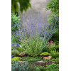 Perowskia łobodolistna 'Blue Spire' | Perovskia atriplicifolia