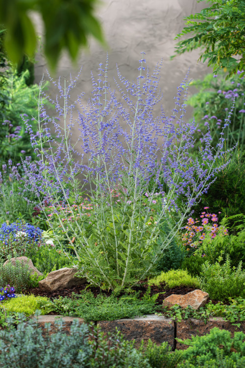 Perowskia łobodolistna 'Blue Spire' | Perovskia atriplicifolia