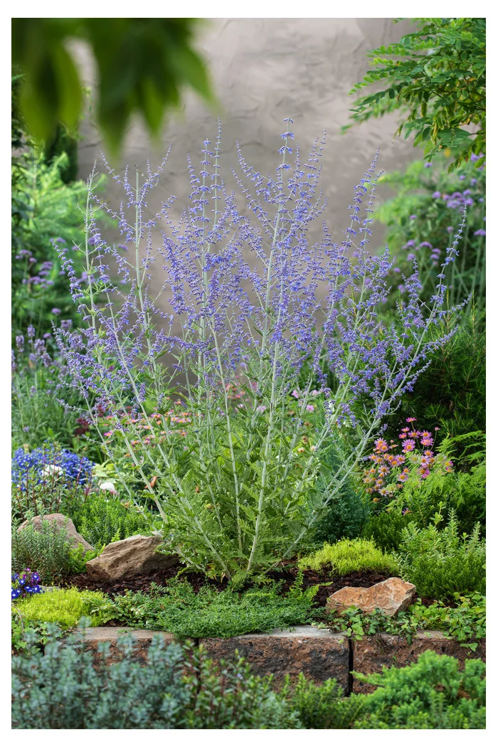 Perowskia łobodolistna 'Blue Spire' | Perovskia atriplicifolia
