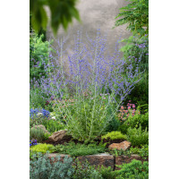 Perowskia łobodolistna 'Blue Spire' | Perovskia atriplicifolia
