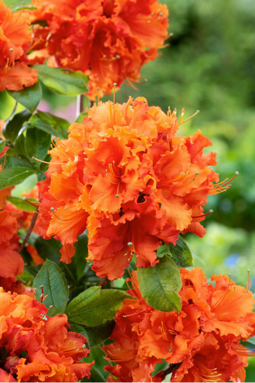 Azalia wielkokwiatowa 'Gibraltar' | Rhoddendron
